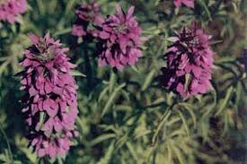 Image result for Motandra paniculata