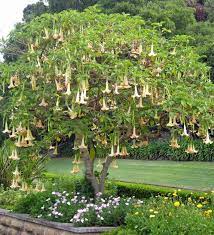 Burundanga is the street version of a pharmaceutical drug called scopolamine. This Is The Tree From Which Scopolamine Comes From That S What Hap Used To Make The Gas The Drug Cause Amnesia Psychosis And Hallucinations These Trees Are All Over Colombia Where I