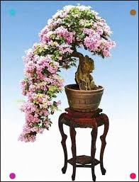 In general, flowering and fruitbearing species are treated. Bougainvillea Trinitaria Bonsai Tree Bonsai Tree Types Flowering Bonsai Tree