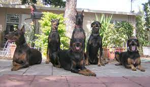 If you are still undecided about exactly what type of dog to choose, use our guide: My Florida Dobermanns Dobermann Pinschers Family Members