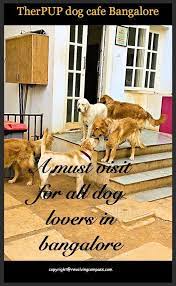 Therpup Is A Dog Cafe In Whitefield Bangalore India Not Only Can You Take Your Pet Dog Along Here And Treat Them Dog Cafe Traveling By Yourself Asia Travel