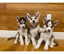 Pictures of baby siberian huskies together shows what a strong bond these wonderful dogs have for their family. Siberian Husky Puppy For Sale By Ownerflorida Puppies For Sale Near Me