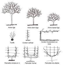 Ne taillez pas trop en été, car vous risquez de laissez pousser les arbres vigoureux. La Taille Des Arbres Fruitiers Ferme De Sainte Marthe