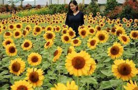 Yaitu awal waktu subuh ditentukan ketika ketinggian matahari berada dalam posisi minus delapan belas derajat. Harga Tiket Sky Garden Paris Van Java Pvj Kebun Bunga Matahari Epik Instagramable Di Bandung Penginapan Net 2021