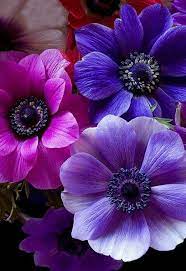 Flowers Pink And Purple Flowers Beautiful Flowers Flowers