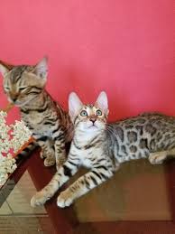 Search through thousands of adverts for kittens & cats for sale in the uk, from pets4homes, the uks most popular free pet classifieds. Bengal Cats Mn Bengal Kittens Are For Sale Girl And Facebook