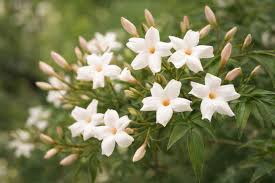 Image result for Jasminum schimperi