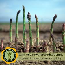 Image result for Asparagus nelsii