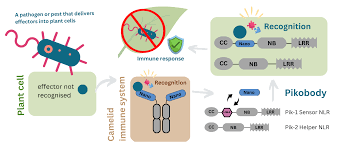Image result for Pycnobotrya