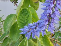 Image result for Coleus barbatus