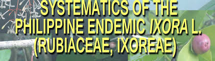 Image result for Ixora longipedunculata