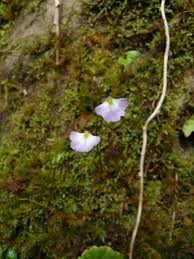 Image result for Utricularia striatula