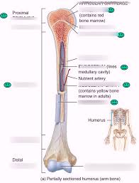 The forearm contains two major bones. Parts Of A Long Bone Diagram Quizlet