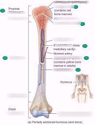 It is located between the elbow joint and the shoulder. Parts Of A Long Bone Diagram Quizlet