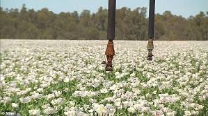How to plant poppy seeds. Australia S Poppy Farms Produce More Than Half Of The World S Legal Narcotics Express Digest