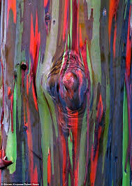 Who Said Monet Doesn T Grow On Trees Rainbow Eucalyptus Resemble Colourful Works Of Art After Shedding Their Bark Rainbow Eucalyptus Tree Rainbow Eucalyptus Eucalyptus Deglupta