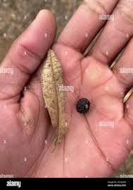 Image result for Ozoroa paniculosa