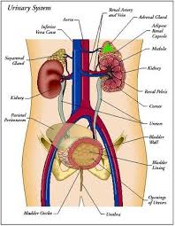 The Main Components Of The Urinary System This System Often Referred To As The Excretory System Is Responsible For Excretory System Uti Relief Herbal Remedies