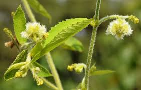 Image result for Tragia rupestris