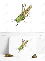 Illustration about line drawing of a grasshopper/insect. Hand Painted Chinese Style Insect Carapace Stinky Fly Flying Ins Psd Images Free Download 1369 1024 Px Lovepik Id 732789554