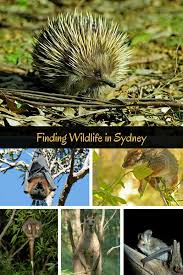 Where Can You See Wild Australian Animals In Sydney Wildlife Australia Animals Wildlife Travel