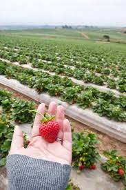 California Strawberries Farm Tour Pinch My Salt Strawberry Garden Farm Tour Strawberry Farm