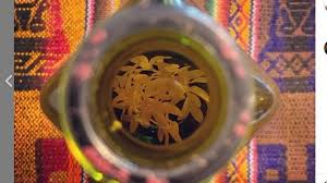 La tradición establece que hay que tomar tres tragos de caña con ruda. Cana Con Ruda Como Se Hace Cual Es La Leyenda Cuando Se Prepara Como Se Toma El Cronista