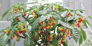 Image result for Impatiens niamniamensis