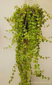 We did not find results for: Tangled Heart Hanging Plant How To Grow Care And Propagate In 2021 Heartsome Gardener