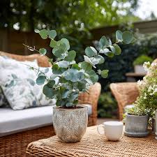 Image result for Eucalyptus