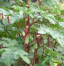 May 16, 2021 · read on to find out how to grow a red maple tree. Foggy Bottom Farms Estillfork Alabama 256 776 1499 Plant Leaves Yellow Flowers Okra