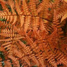 Blumentopf Farne Fur Den Schatten Tolle Arten Fur Arrangements Farn Farne Garten Blumentopf