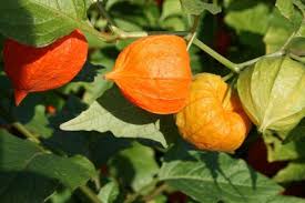 Lampionblume Physalis Alkekengi Var Franchetii Lampionblume Physalis Pflanzen