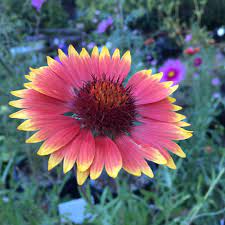 The Real Dirt Blog Agriculture And Natural Resources Blogs