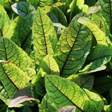 Image result for Rumex