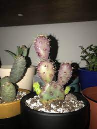 5 pads, eastern prickly pear cactus plant, cold hardy zone 5 maybe colder. Is This A Prickly Pear And Are Those Green Things New Pads Or Flowers Started As White Fuzz Cactus