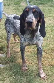 Black And Tan Coonhound For Sale In Texas Pin On Ideas For The House