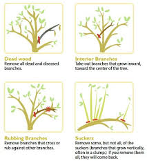 When should you prune fruit trees. Caring For Fruit Trees In The Summer Redfin