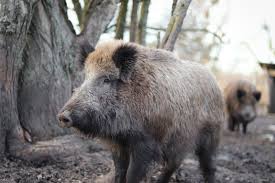 Damages native plants and crops and competes with native species wild boar, wild hog, feral pig, feral hog, old world swine, razorback, eurasian wild boar, russian wild. Life In Spain There S So Much More To Spanish Cuisine Than Paella Such As Wild Boar The Local