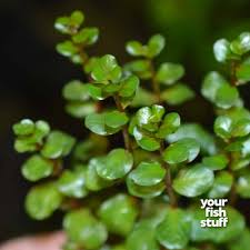 Image result for Rotala filiformis