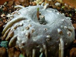 Image result for Ceropegia multiflora