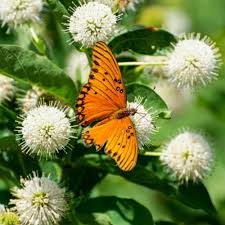 Image result for Buchnera cryptocephala