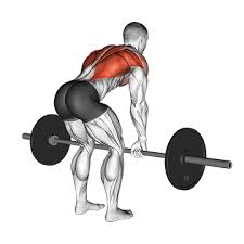 Muscles chart description muscular body man. What Are The Best Workouts For Building Back Muscles Quora