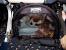 Airline Pet Cargo