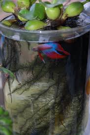 Good water care is the staple of good aquarium and betta fish care. Flora And Fauna Indoor Water Garden Container Water Gardens Water Plants