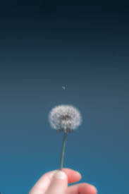 Dandelion · free pngs, stickers, photos, aesthetic backgrounds and wallpapers, vector illustrations and art. Ipad Wallpapers Free Hd Download 500 Hq Unsplash