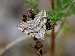 Image result for Aplocera efformata