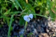 Image result for Commelina petersii