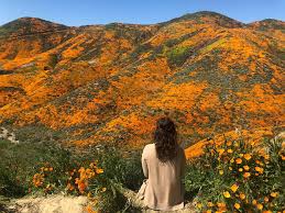 Maybe you would like to learn more about one of these? Everyone Stop Driving To Lake Elsinore To Take Super Bloom Selfies City Says L A Taco