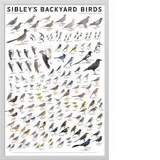 Birds Of Eastern North America Sibley S Backyard Birds Of Eastern North America Poster Backyard Birds Sibley Sibley Guide To Birds